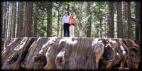 Calaveras big stump