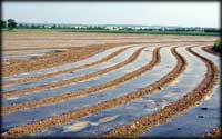 Poly paddock